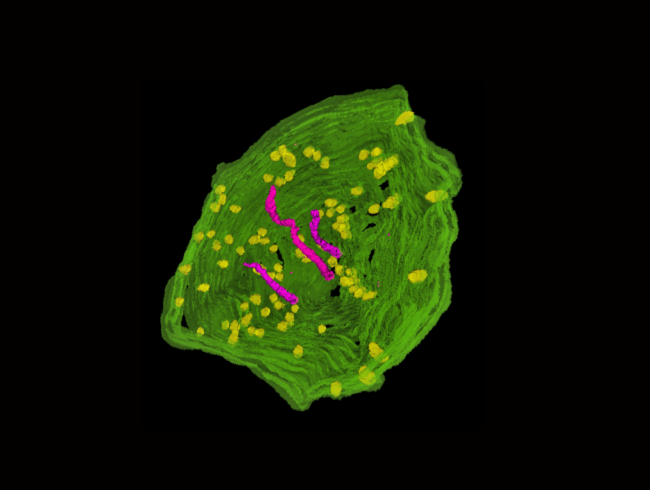 3D reconstruction of part of a ciliary phaosome , a light sensitive, extra-ocular cell in a marine flatworm (cilia [pink], basal bodies [yellow]).