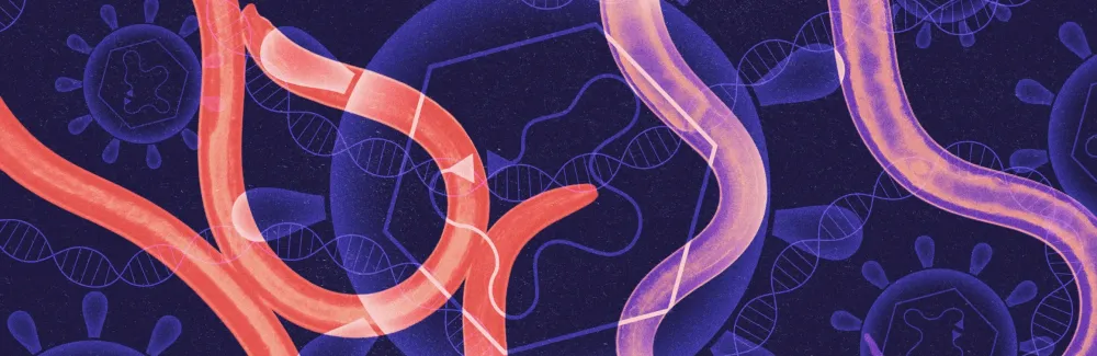 Unusual genetic elements called Mavericks, which can bundle a gene inside a virus-like particle, seem to have transported a gene between many species of roundworms. Kristina Armitage/Quanta Magazine; source: Ruben Duro/Science Source