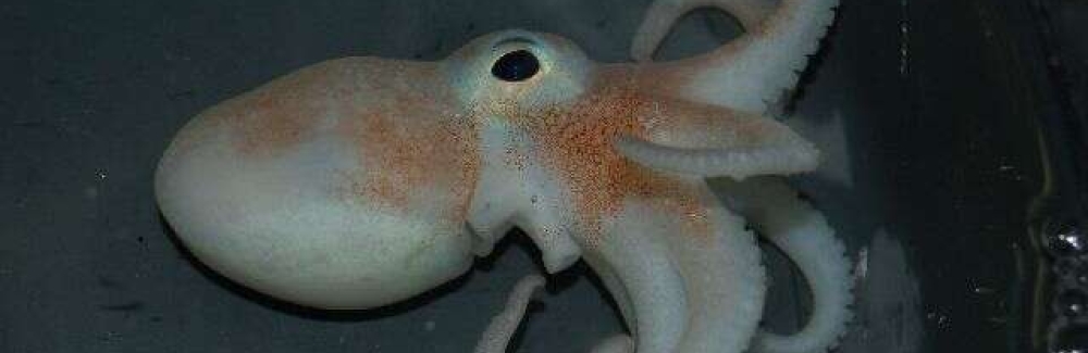 Antarctic octopus Parledone cornuta. Credit Michael Oellermann