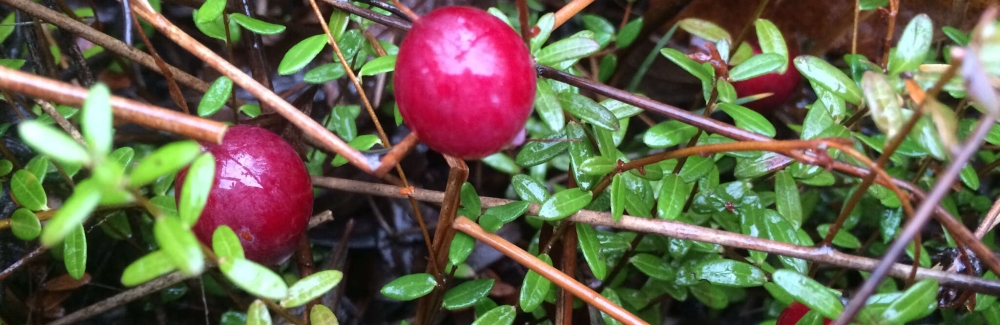 cranberry bush