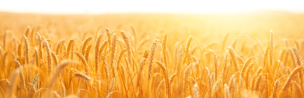 Sunshine on golden wheat field