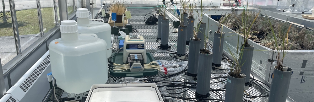A custom built, artificial "tidal" system in the MBL greenhouse.
