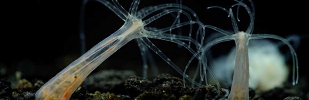 Nemostella vectensis or starlet sea anemone