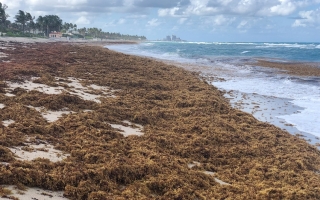 Seaweed on beach in FLorida
