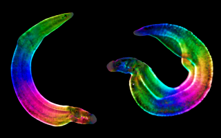 The parasitic worm Schistosoma Mansoni imaged on a polarizing light microscope