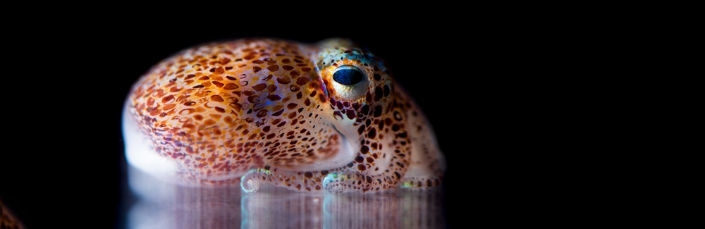 Hummingbird bobtail squid