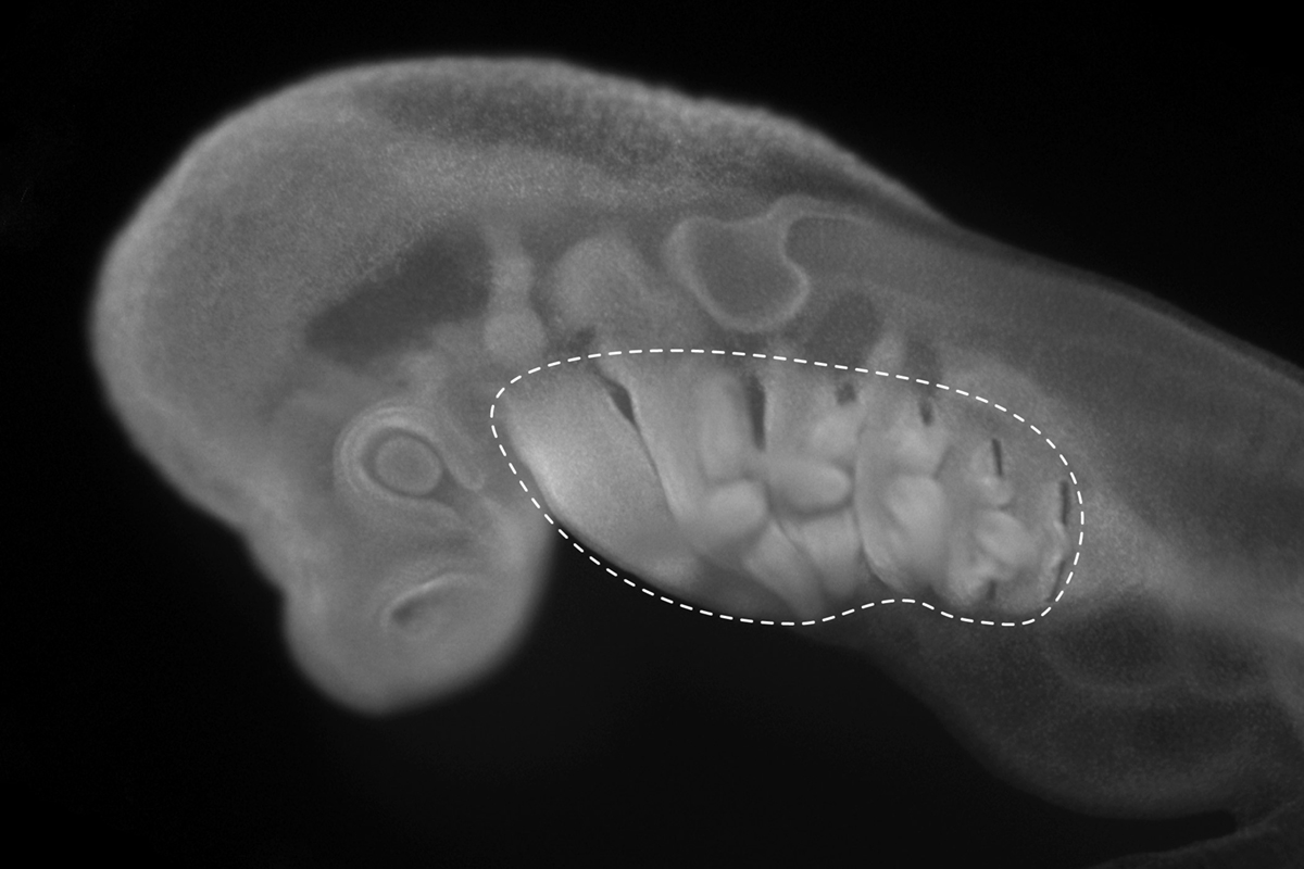 The head of an embryonic skate. Pharyngeal arches are outlined with a white dashed line.