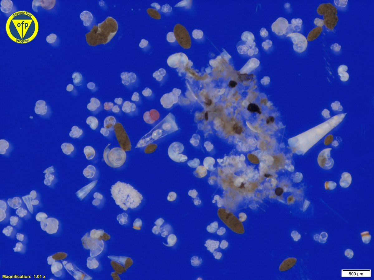 OFP sinking particles collected at 3200 m depth containing foraminifera, pteropod shells, fecal pellets and a fibrous aggregate (Photo credit: JC Weber/OFP).