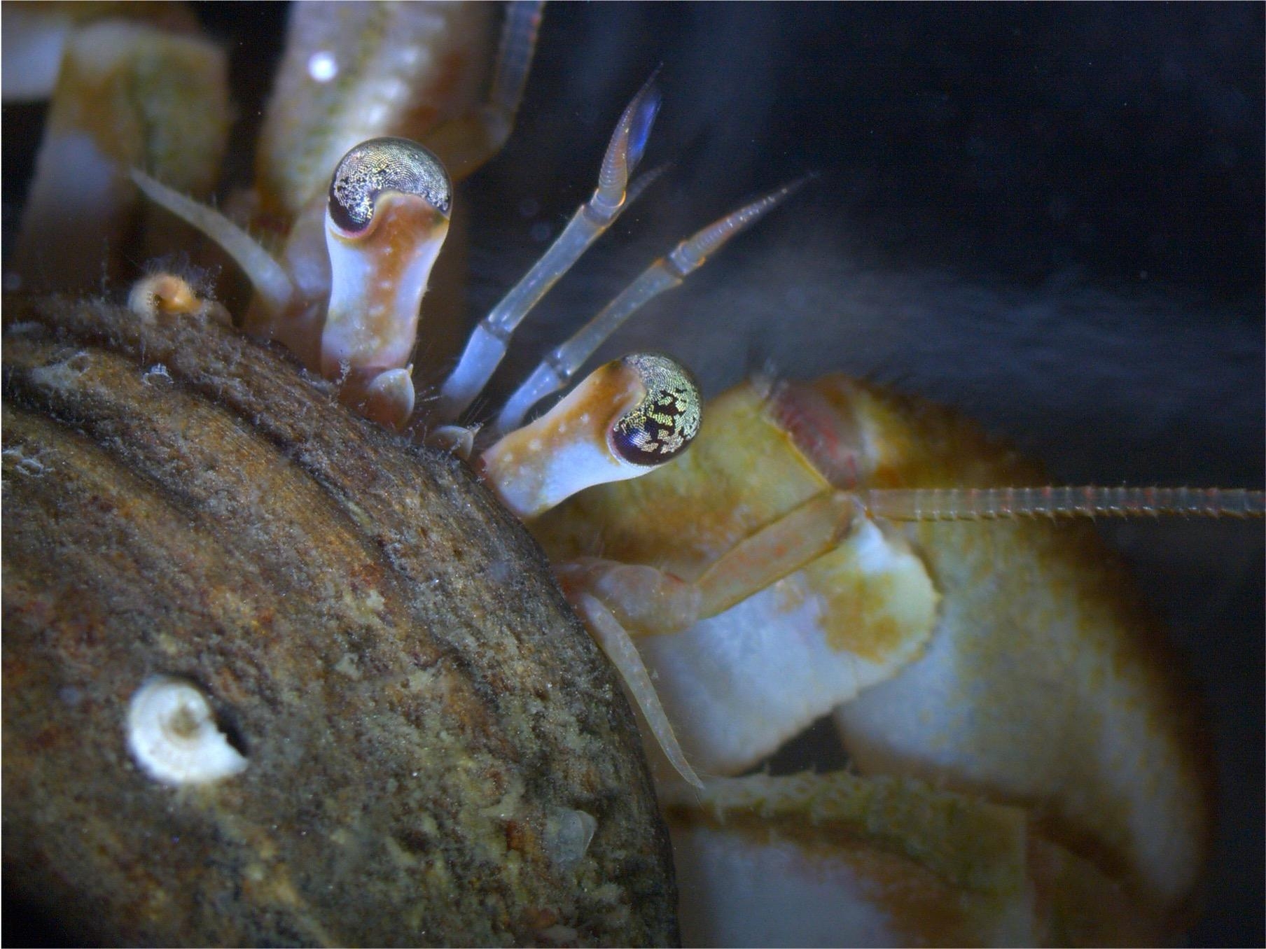 hermit crab under microscope