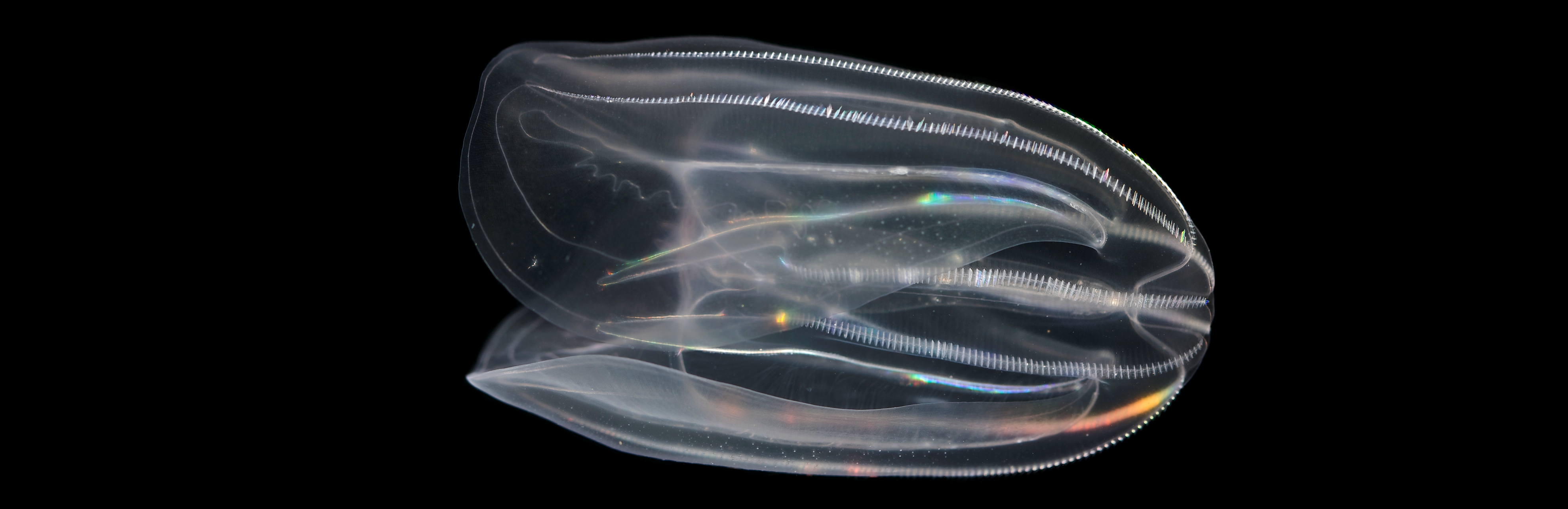 Comb Jelly (Mnemiopsis leidyi). Credit: William E. Browne