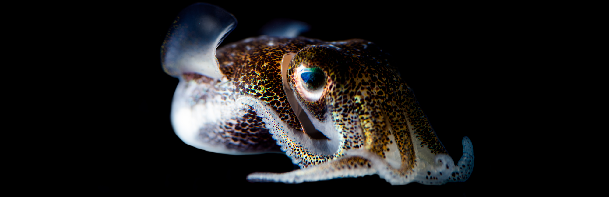 Hummingbird bobtail squid (Euprymna berryi). Credit: Tim Briggs