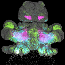 Longfin squid embryo (Doryteuthis pealei). Multiplex imaging with the confocal microscope Leica STELLARIS 8 visualizes the expression of multiple genes (green, magenta, blue) in one sample using in situ HCR. Nuclei are labeled with DAPI (gray).