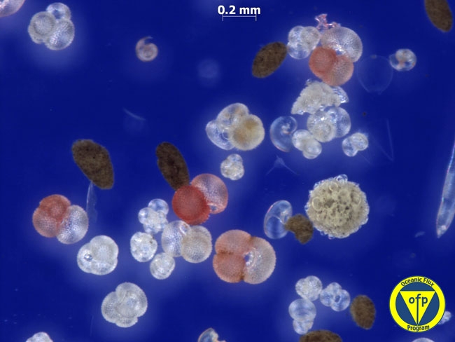 3200m: Fecal pellets, & foraminifera (Globigerinoides ruber & agglutinated juvenile sphere)