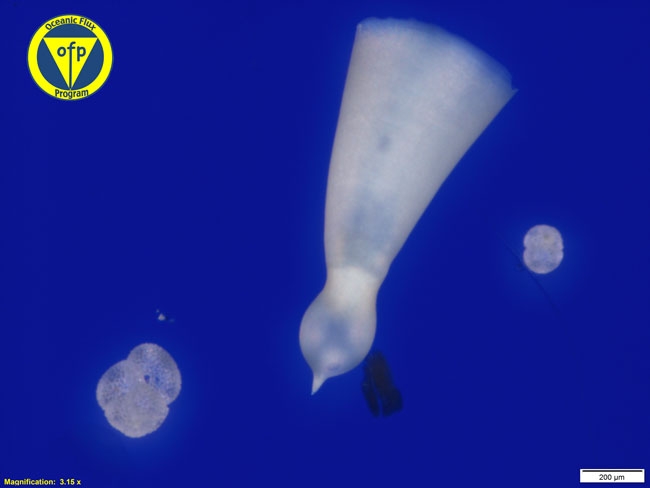 500m: Juvenile pteropod Clio cuspidata shell (center)