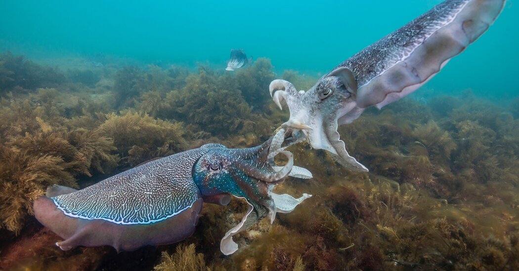 cuttlefish
