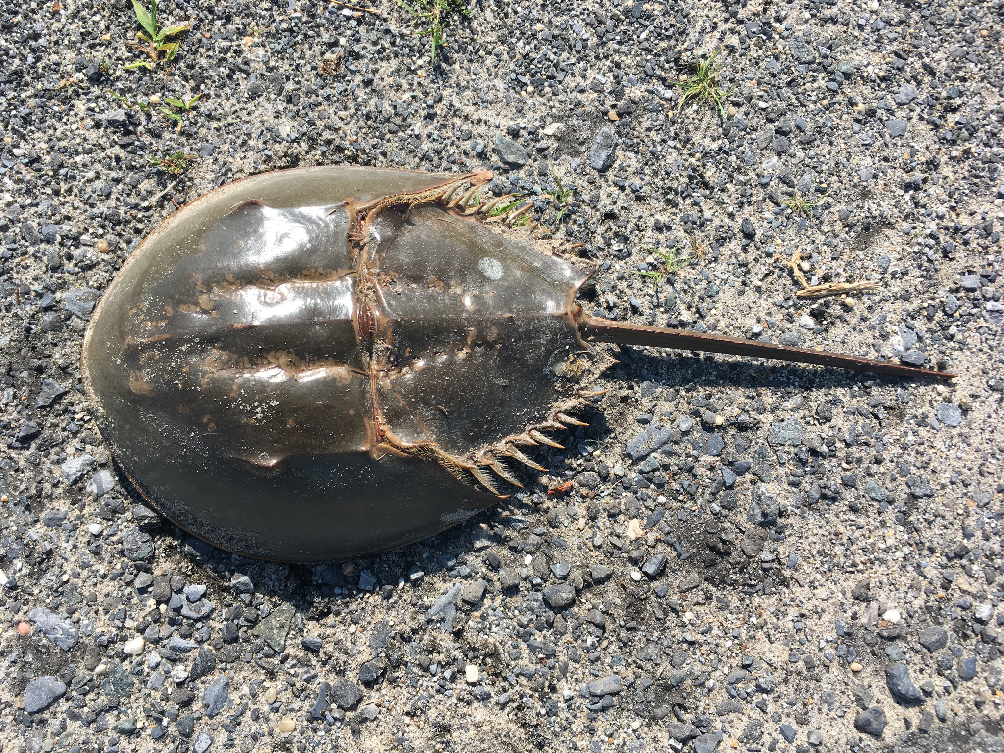 atlantic horseshoe crab