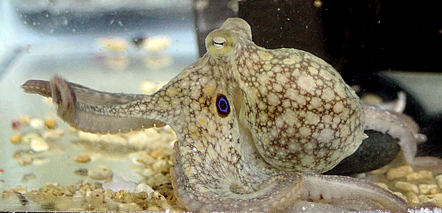 octopus