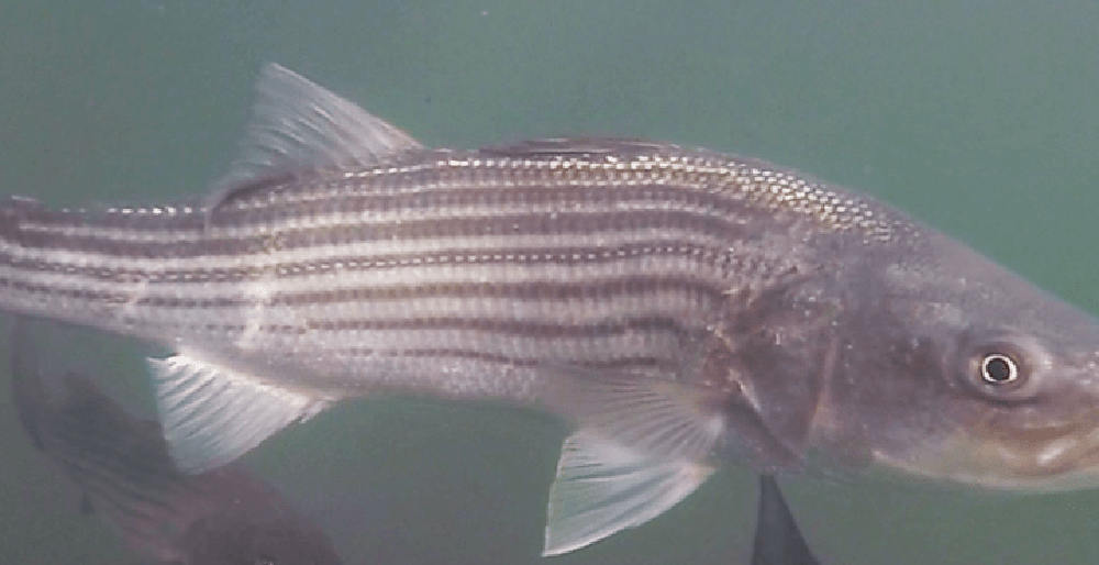 The Secret Lives of Striped Bass CAI Marine Biological Laboratory