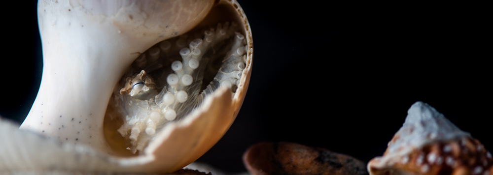 octopus in shell looking at snail