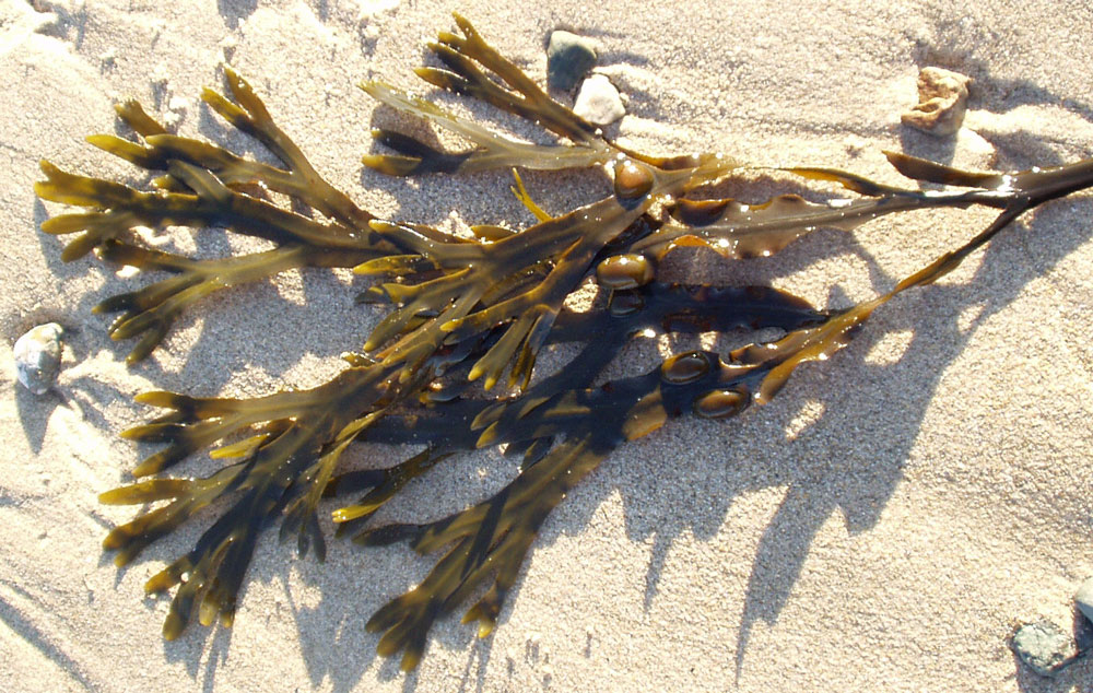 Fucus vesiculosus (Bladder Wrack) is a species of brown algae in the family Fucaceae. They are native to Eastern North America Credit Wikimedia cc-by-sa 3.0