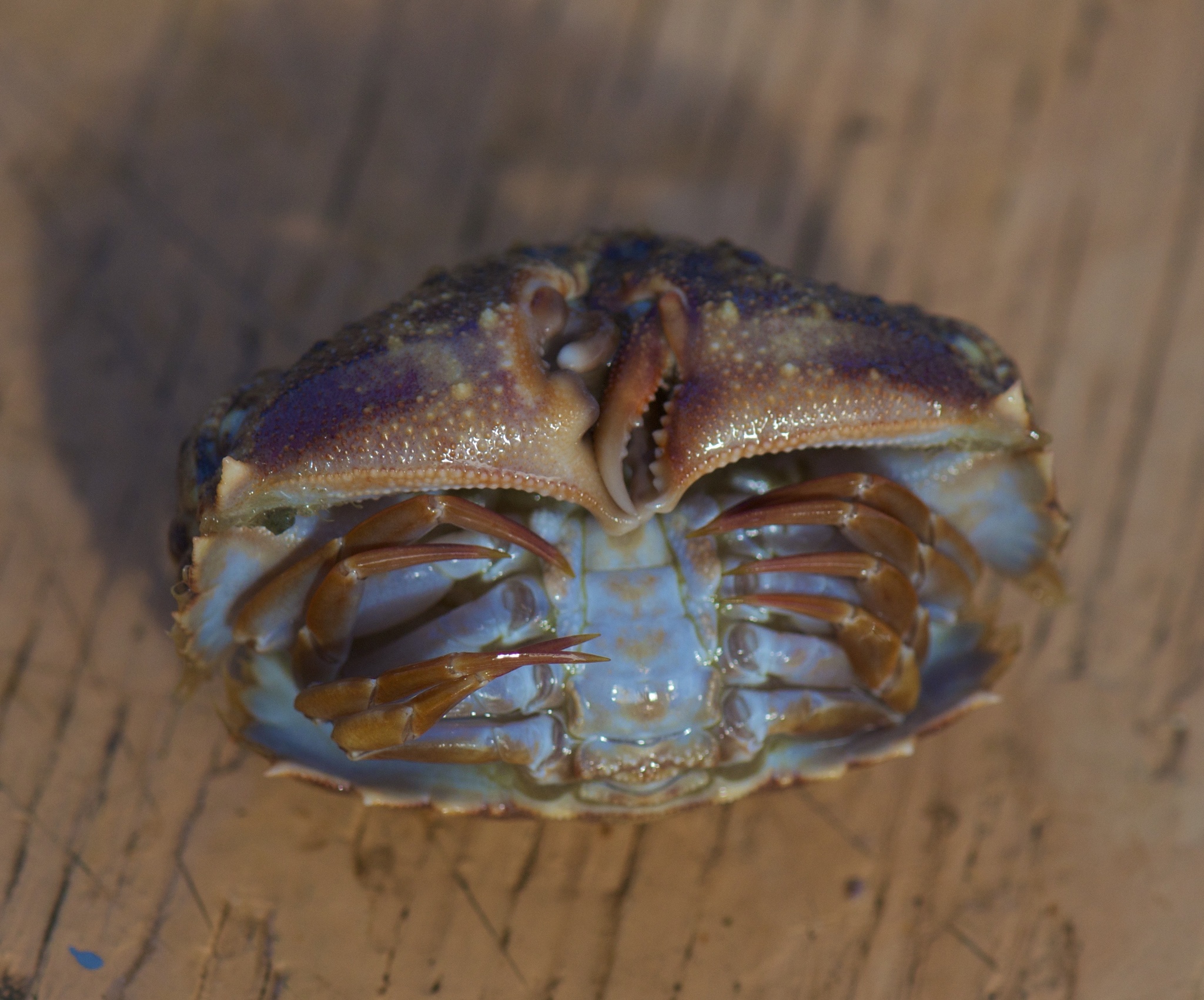 Calappa Box Crab Credit Dave Remsen