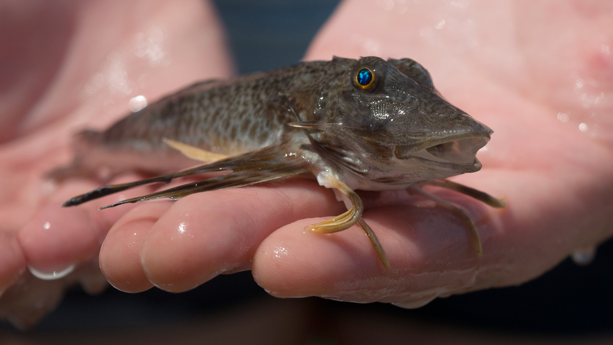 Sea robin cheap