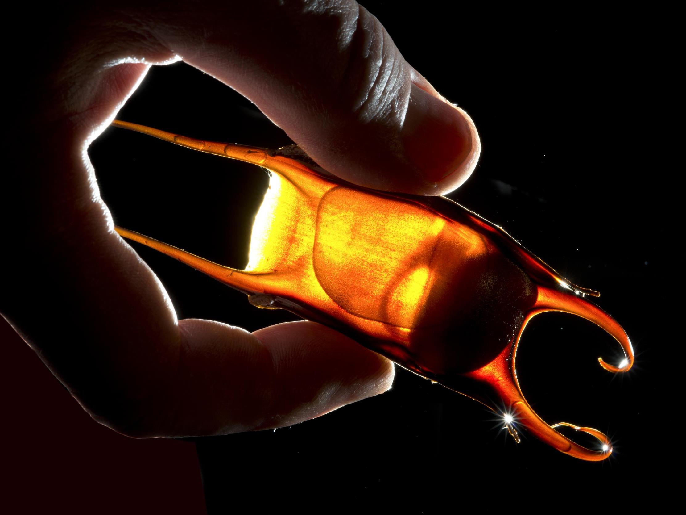 Candling of a little skate. Credit: Tom Kleindinst