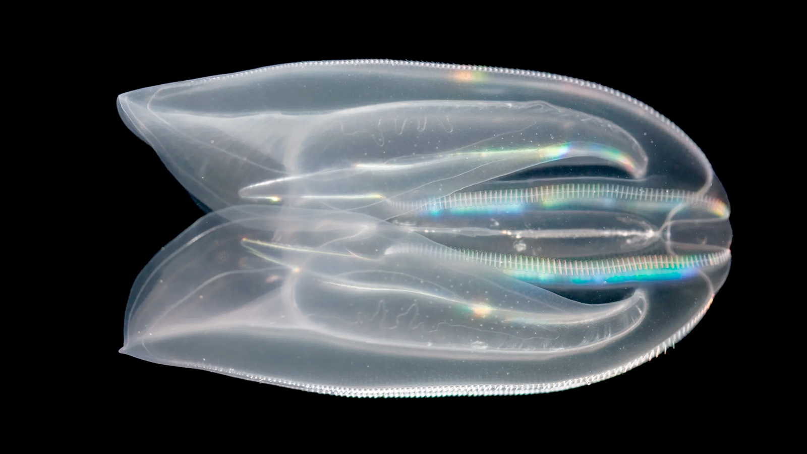 Comb jelly (Mnemiopsis), Credit: William D. Browne