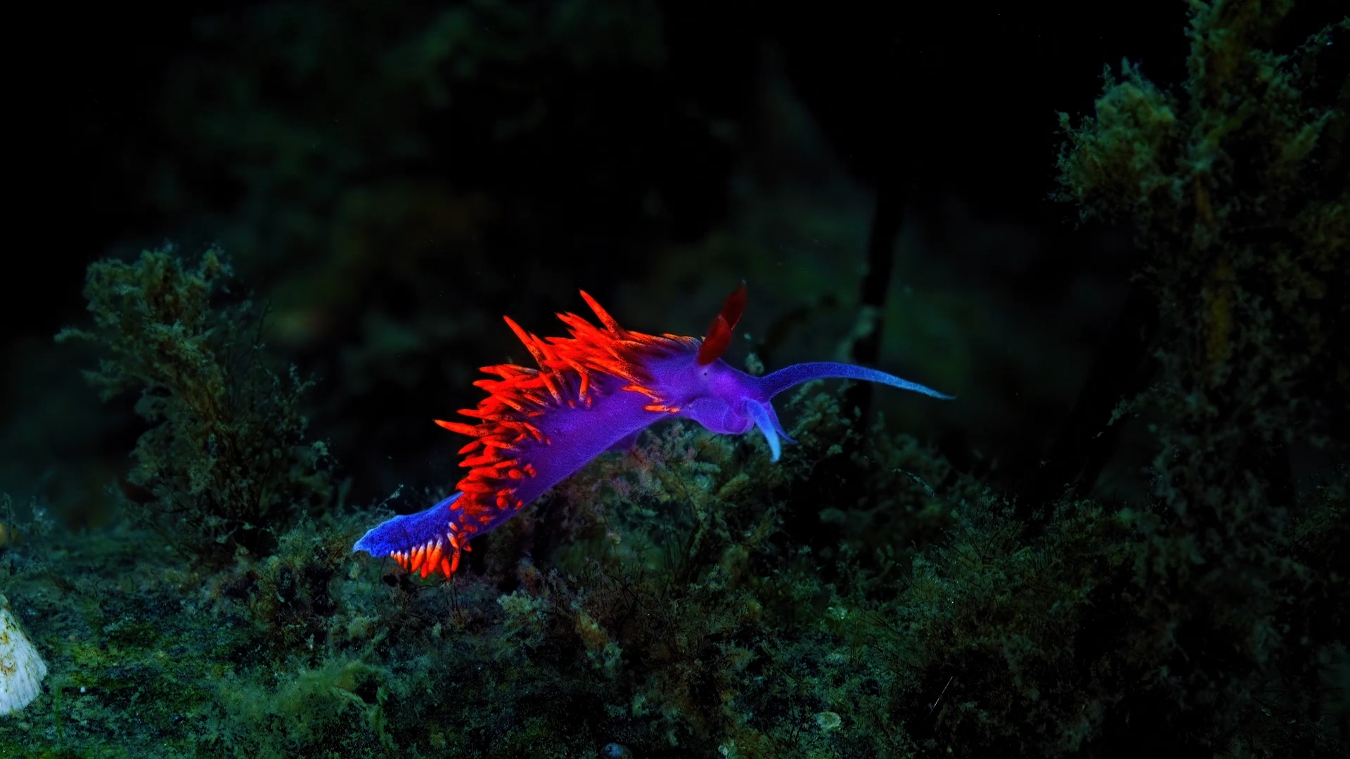 blue and red nudibranch