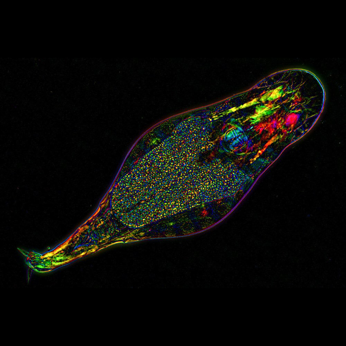 rotifer