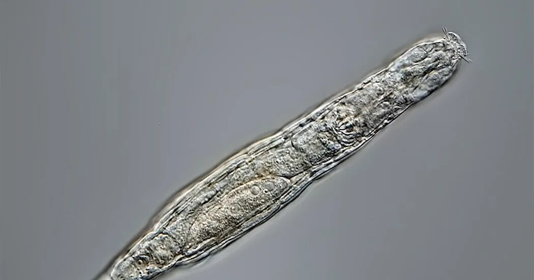 rotifer