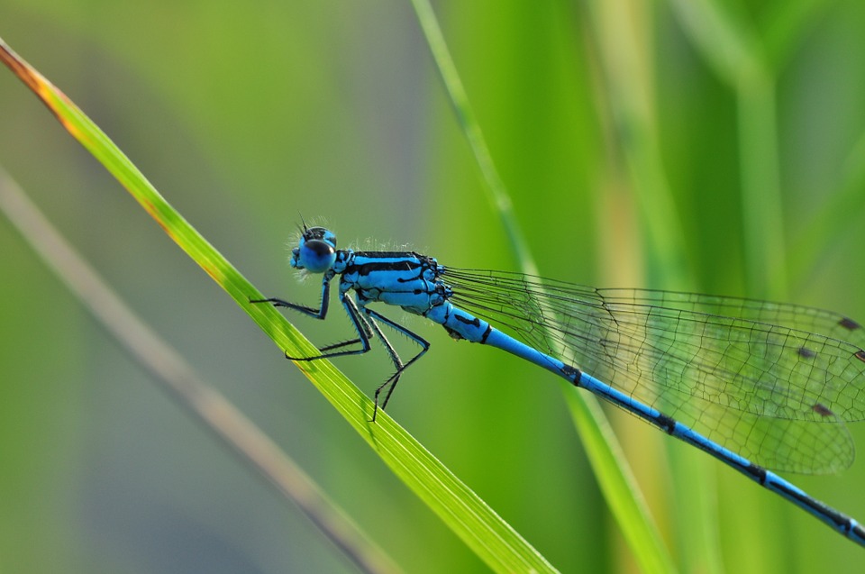 Azure Hawker Dragonfly Credit Wikimedia