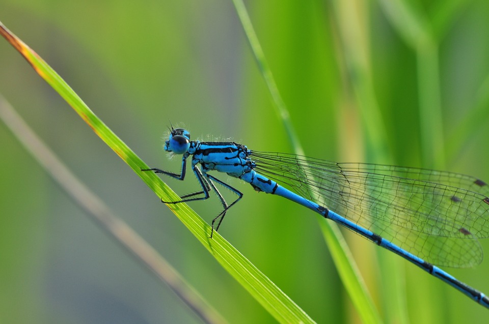 Azure Hawker Dragonfly 