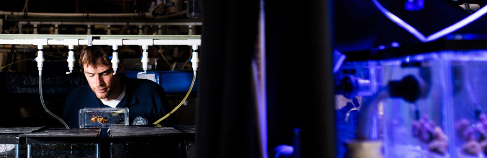 Bret Grasse cares for organisms in the Cephalopod Mariculture Lab, Marine Biological Laboratory, Woods Hole.