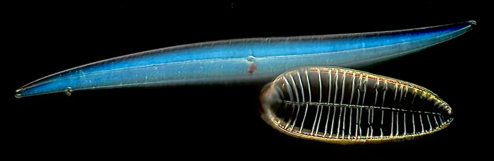 a microscopy image of two distinctly shaped diatoms (one long, thin and blue and one more oval) imaged during AQLM 2022 at the MBL