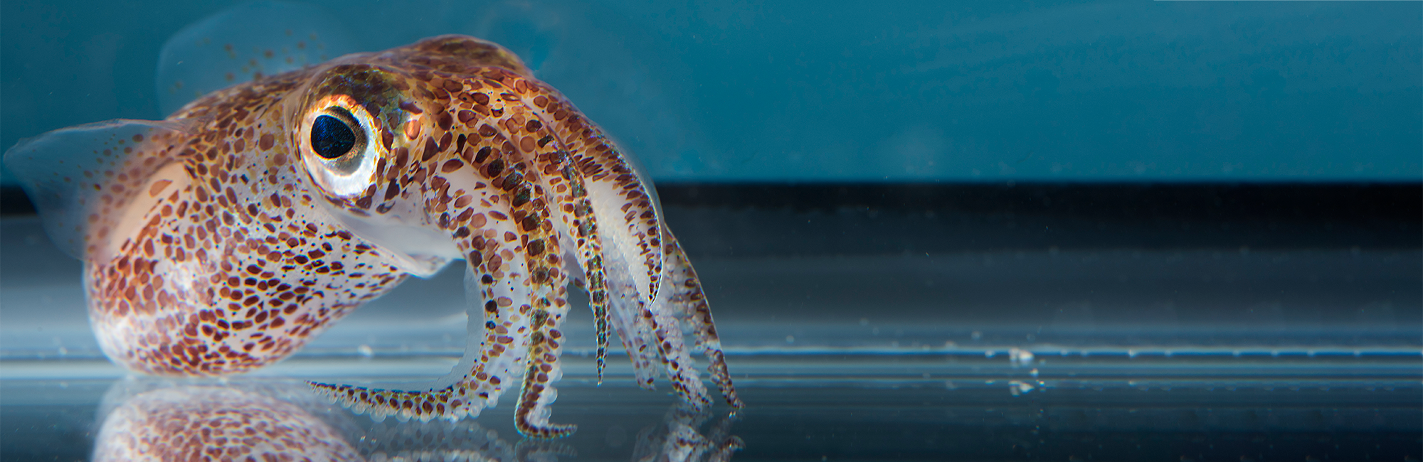 The Hawaiian bobtail squid, Euprymna scolopes, is a model system for studying animal-bacterial symbiosis. Credit: Tom Kleindinst