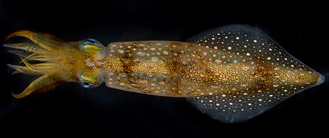 Longfin Squid (Loligo pealei). Credit: Tom Kleindinst
