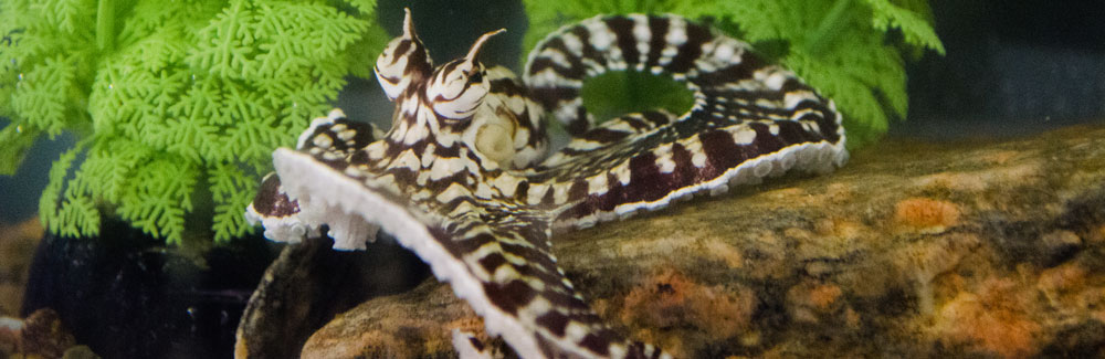 Mimic octopus in the MBL Marine Resources Center. Credit Jennifer Tsang