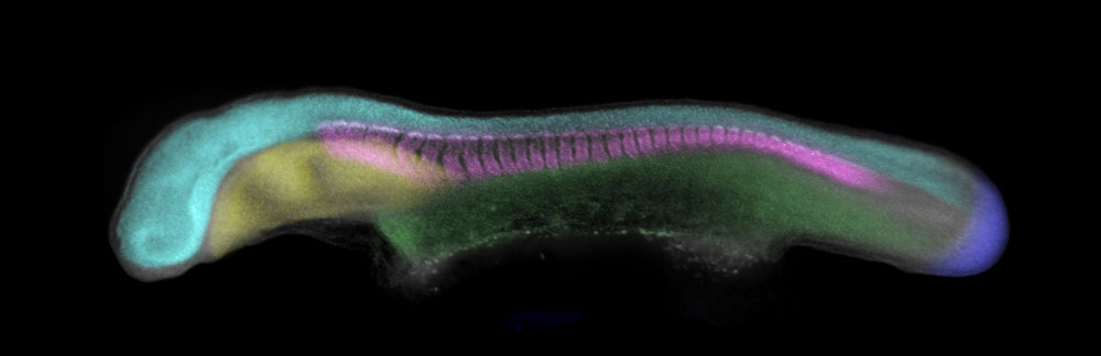 Skate embryo with tissues in diffent colors Courtesy of J Andrew Gillis