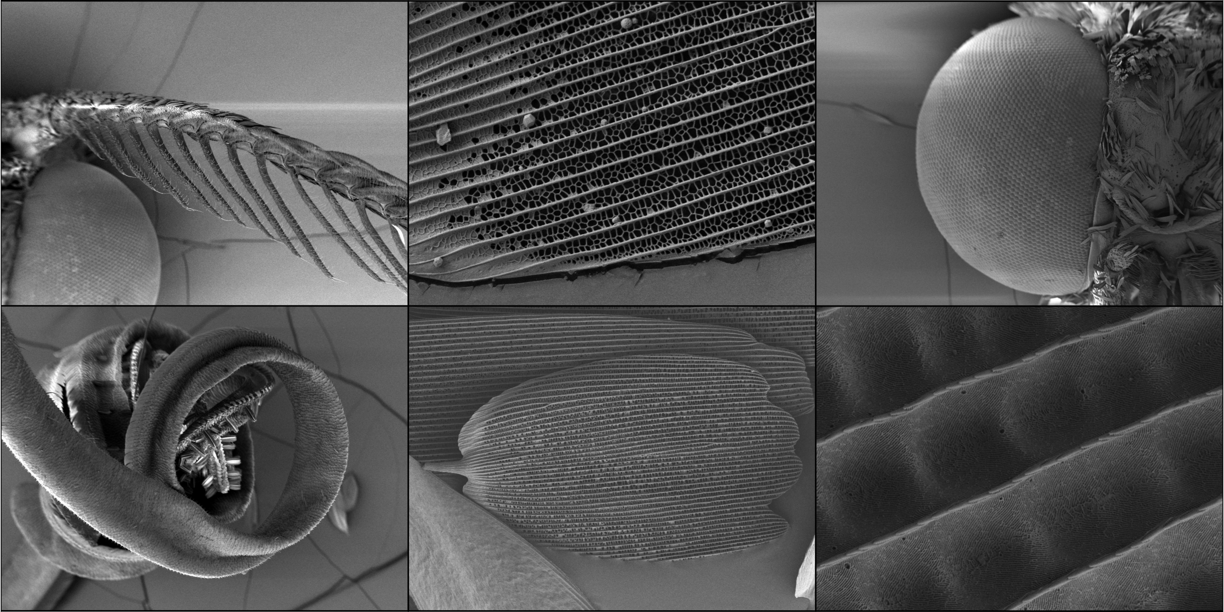 A grid of 6 scanning electron microscope images