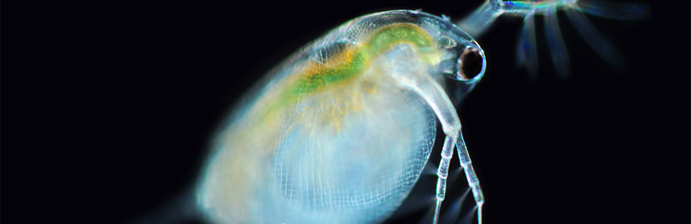 The water flea Daphnia. Credit Poryecto Agua, cc-by-nc-sa