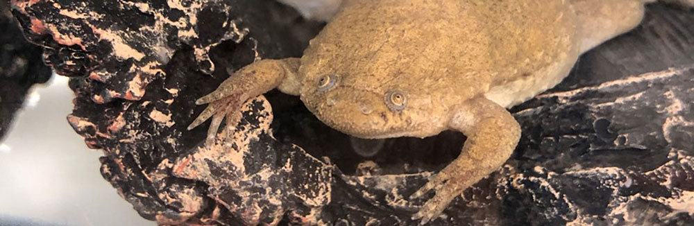 Xenopus tropicalis frog in the National Xenopus Resource. Credit James Parente