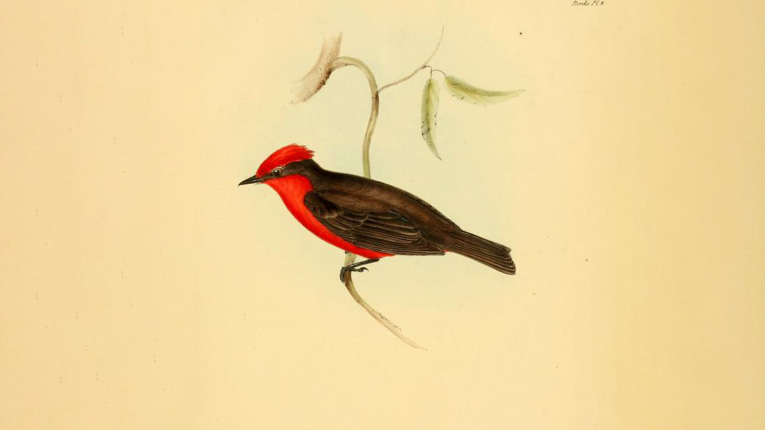 Plate 5 from the zoology of the voyage of the HMS Beagle. Red and black bird on a tan background