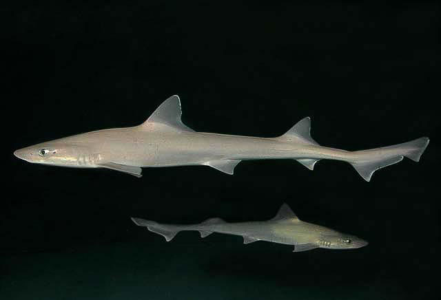 Smooth Dogfish (Mustelus canis). Credit: New York Aquarium