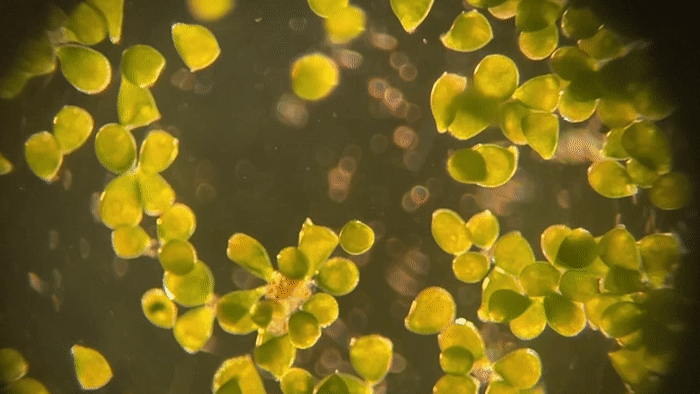 Stentor pyriformis with photosynthetic algae inside moves around under the microscope. Credit: Kayley Hake