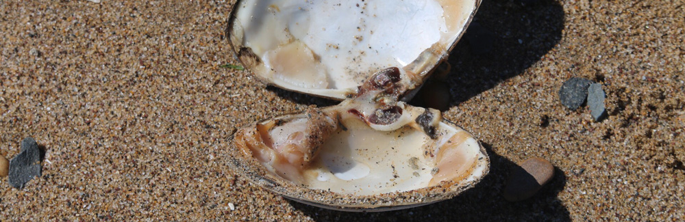 Atlantic Surf Clam Credit K.D. Wyman iNaturalist