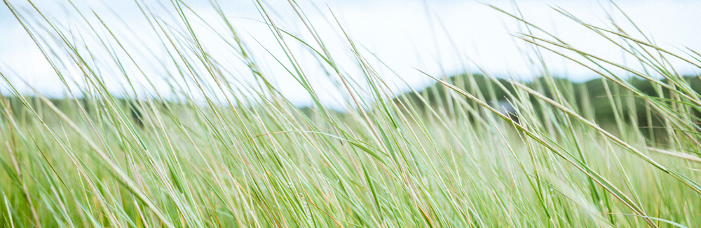 Marsh and marsh grass. Photo by Megan Costello