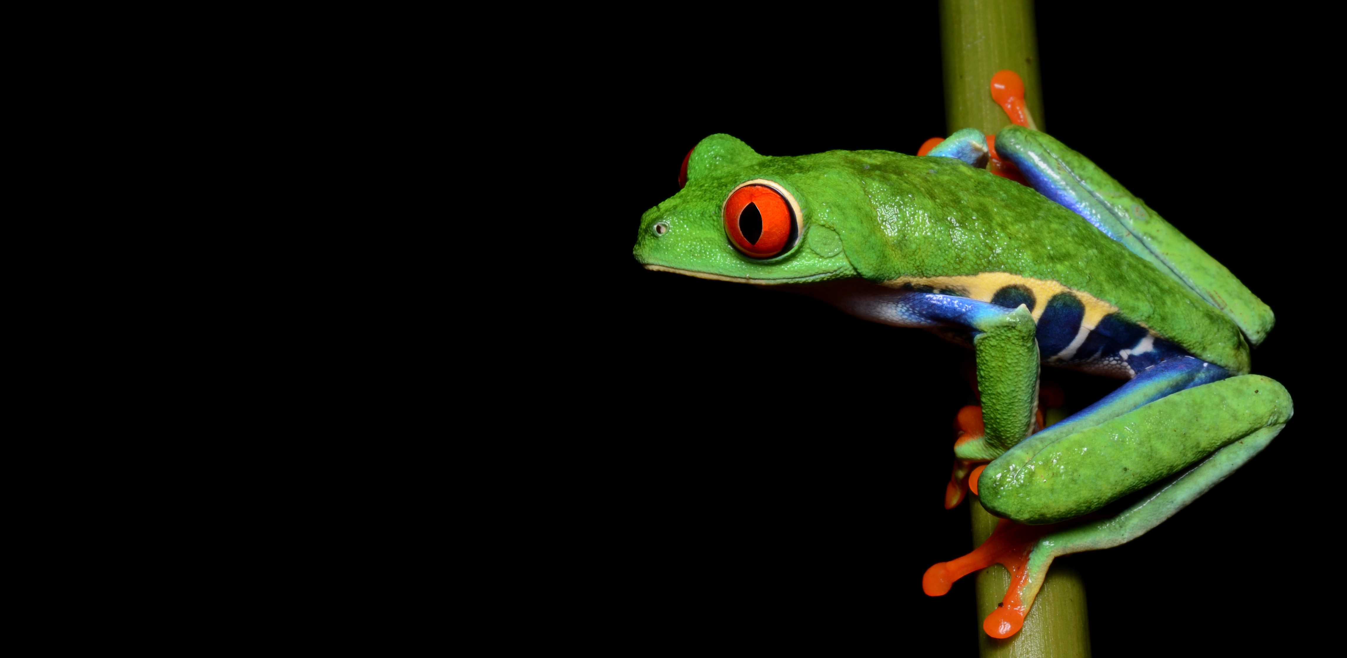 Sally Seraphin is using red-eyed tree frogs to study the effects of early childhood adversity. Credit: Geoff Gallice