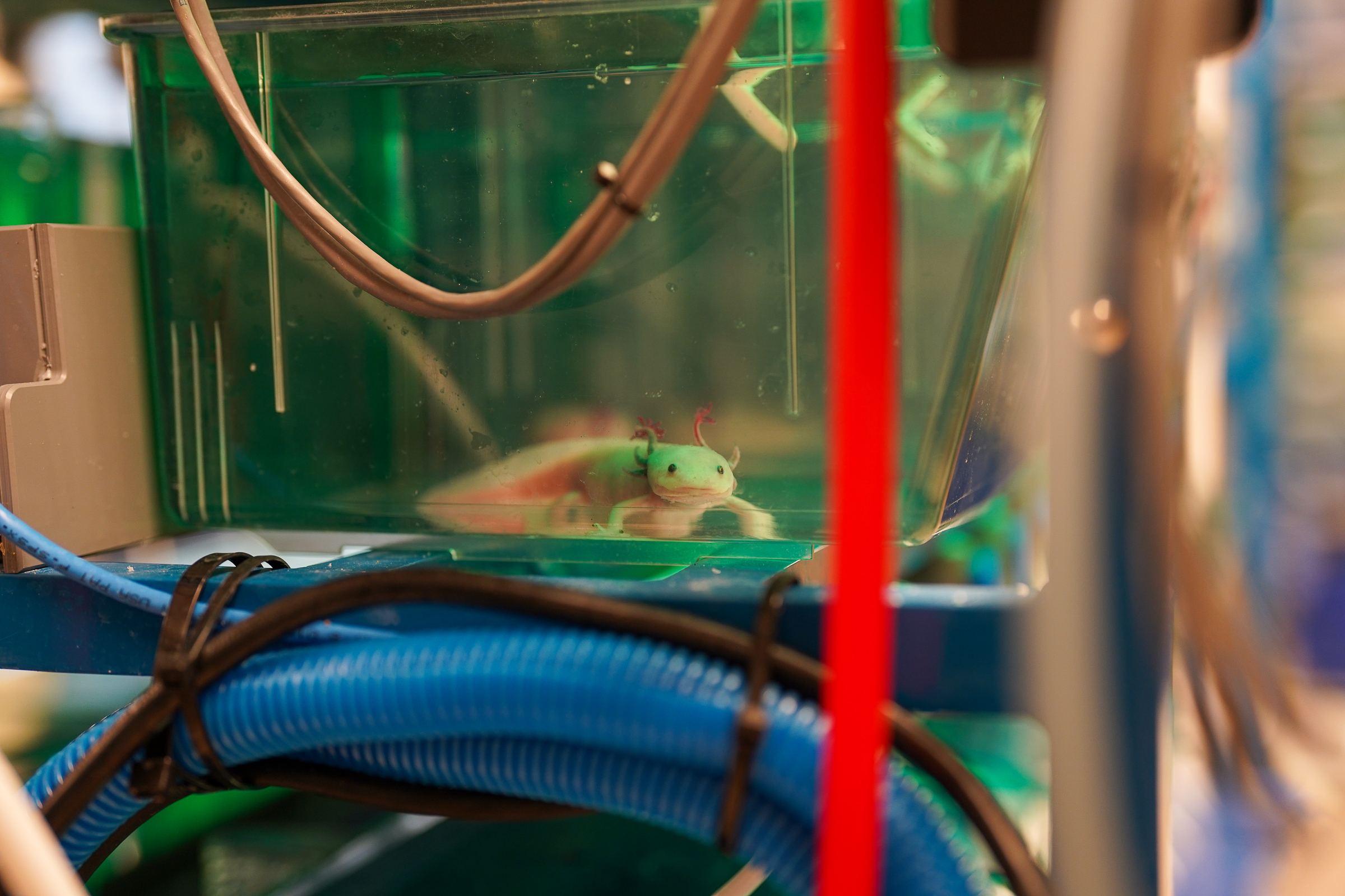 An axolotl in a tank in the Echeverri Lab at the MBL. Credit: Cristian Selden