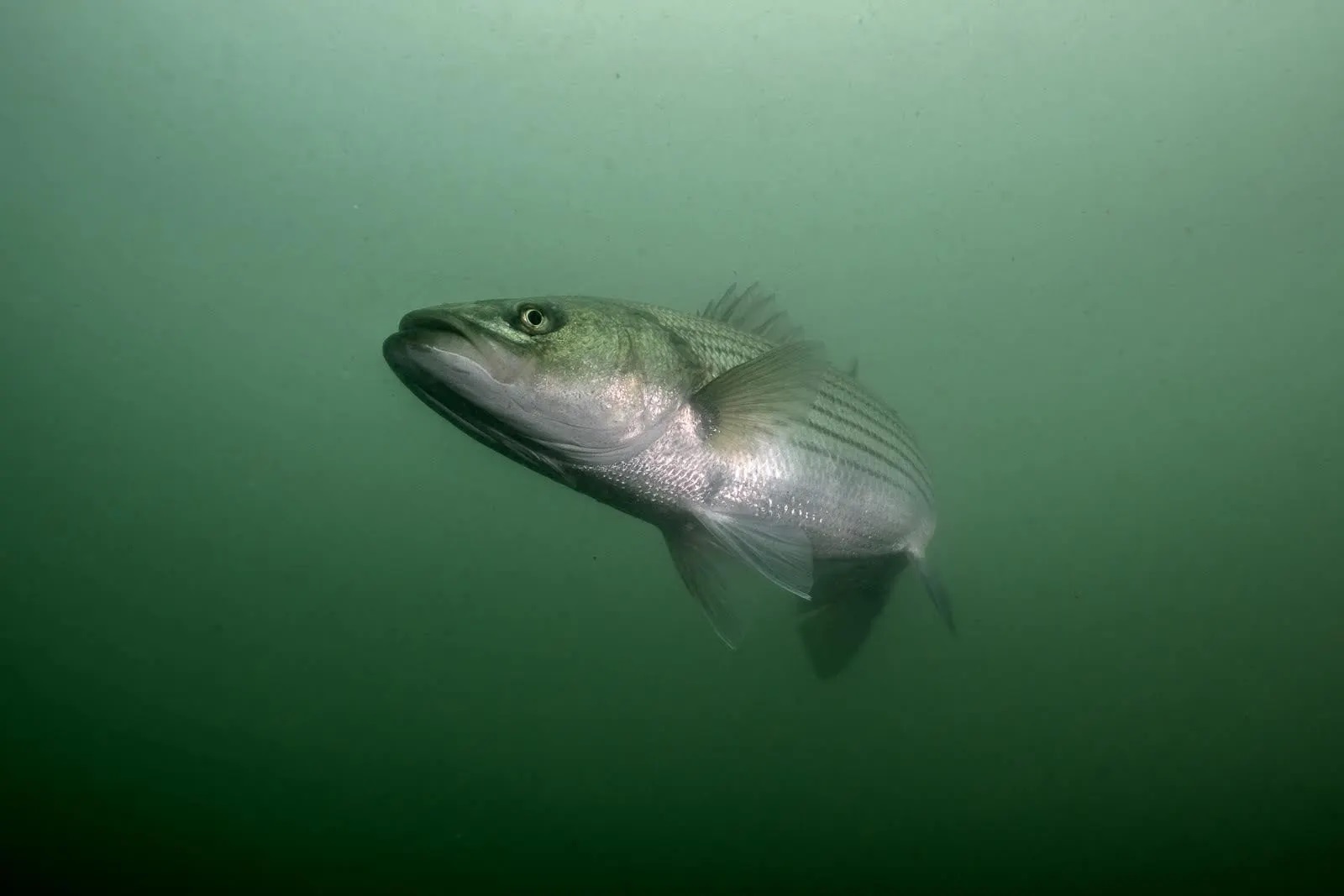 Striped bass migrate to Eel Pond in May and leave in October. Credit: Ethan Gordon (www.ethangordon.com)